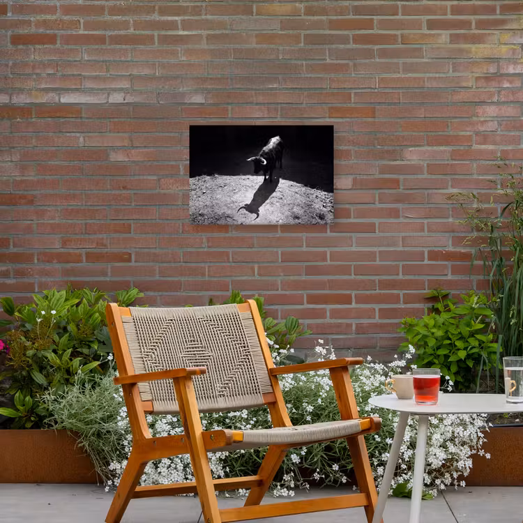Stier - Schaduw - Dieren - Contrast - Zwart-wit Tuinposter op houten frame 2 cm dik klein -sfeer3