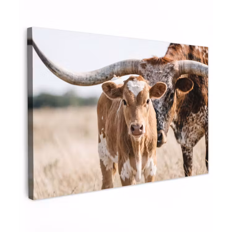 Texas Longhorn - Kalf - Weide - Dieren Tuinposter op houten frame 2 cm dik klein -3d