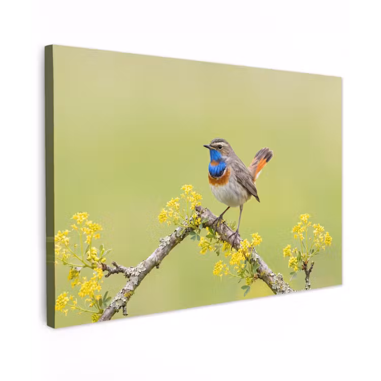 Vogel - Tak - Natuur - Kleurrijk Tuinposter op houten frame 2 cm dik klein -3d