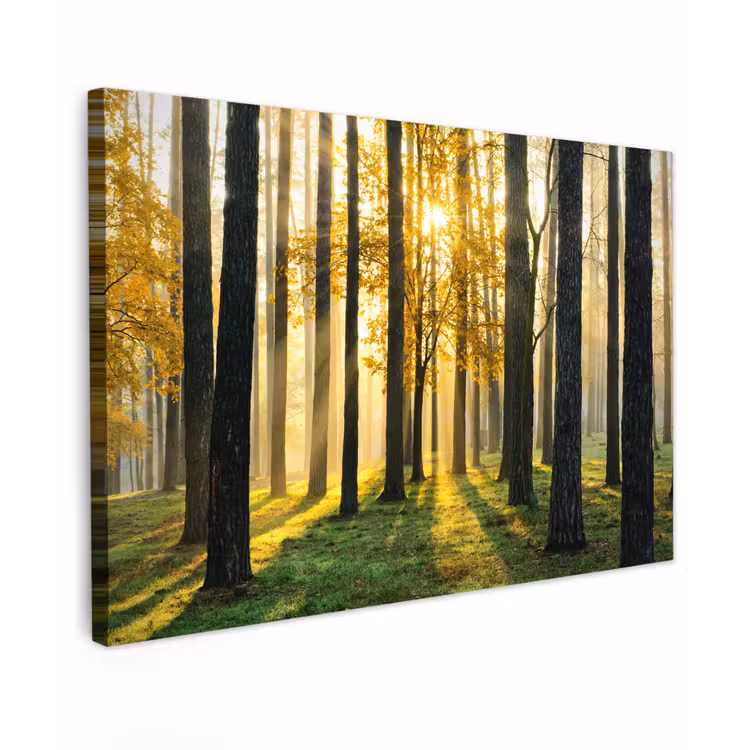 Bos - Zon - Bomen - Gras - Landschap - Natuur Tuinposter op houten frame 2 cm dik klein -3d