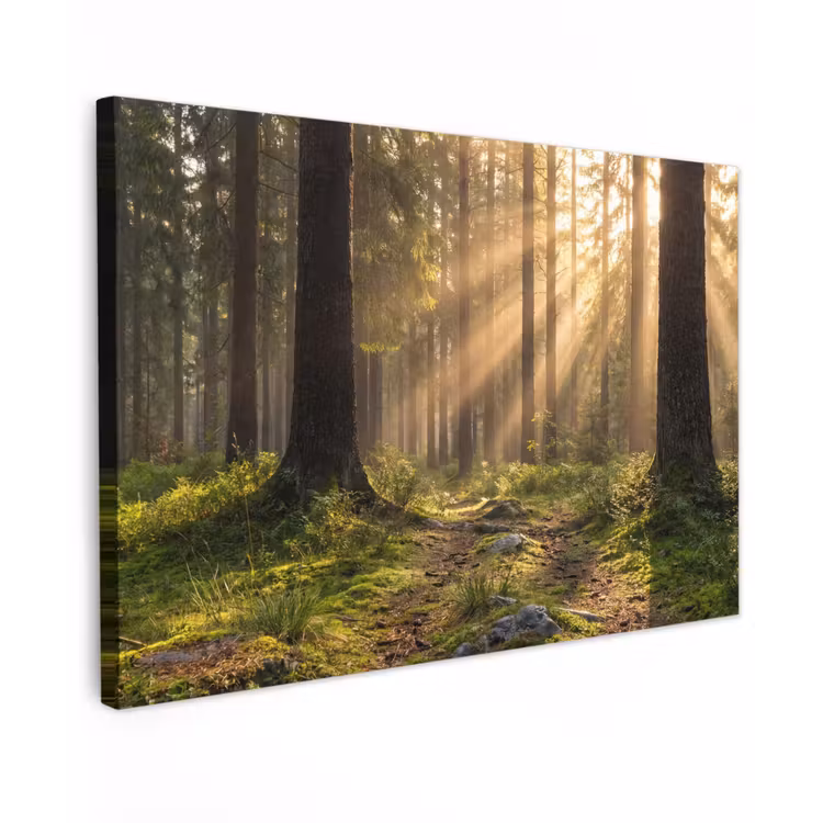 Bos - Zonlicht - Gras Tuinposter op houten frame 2 cm dik klein -3d
