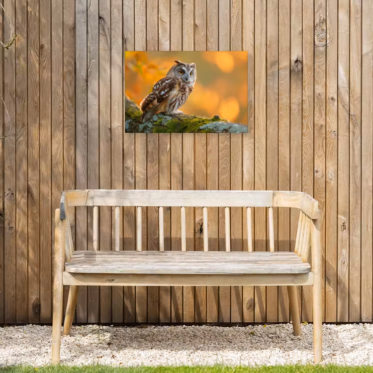 Bosuil op Mosbegroeide Tak Tuinposter op houten frame 2 cm dik klein -sfeer4