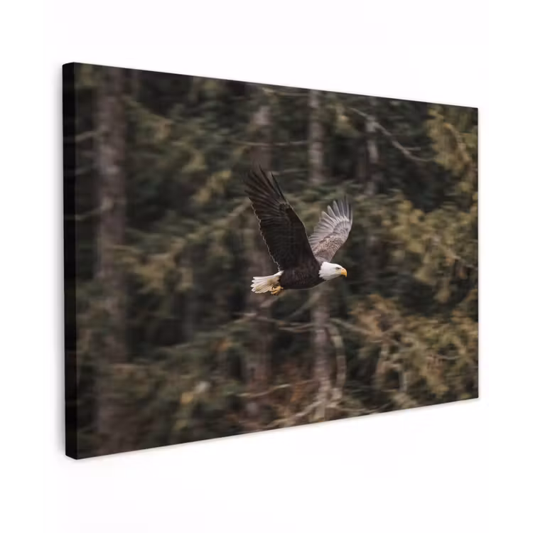 Zeearend - Vliegen - Bos - Natuur Tuinposter op houten frame 2 cm dik klein -3d