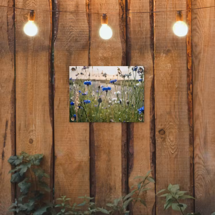 Bloemen - Zomer - Korenbloem - Blauw - Zon - Wolken tuinposter los doek klein -sfeer1