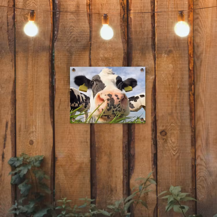 Koe - Boerderij - Gras - Dieren tuinposter los doek klein -sfeer1