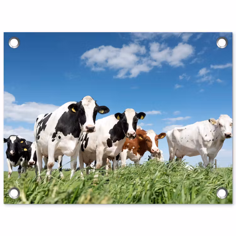 Koeien - Platteland - Weiland - Natuur - Dieren tuinposter los doek klein -3d