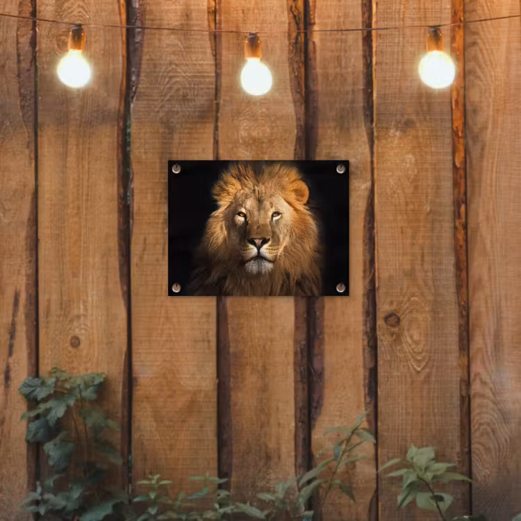 Leeuw in het avondlicht tuinposter los doek klein -sfeer1