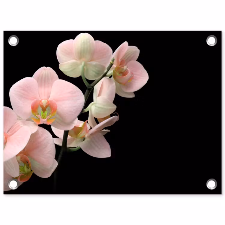 Orchidee - Bloemen - Roze - Stilleven - Flora tuinposter los doek klein -3d