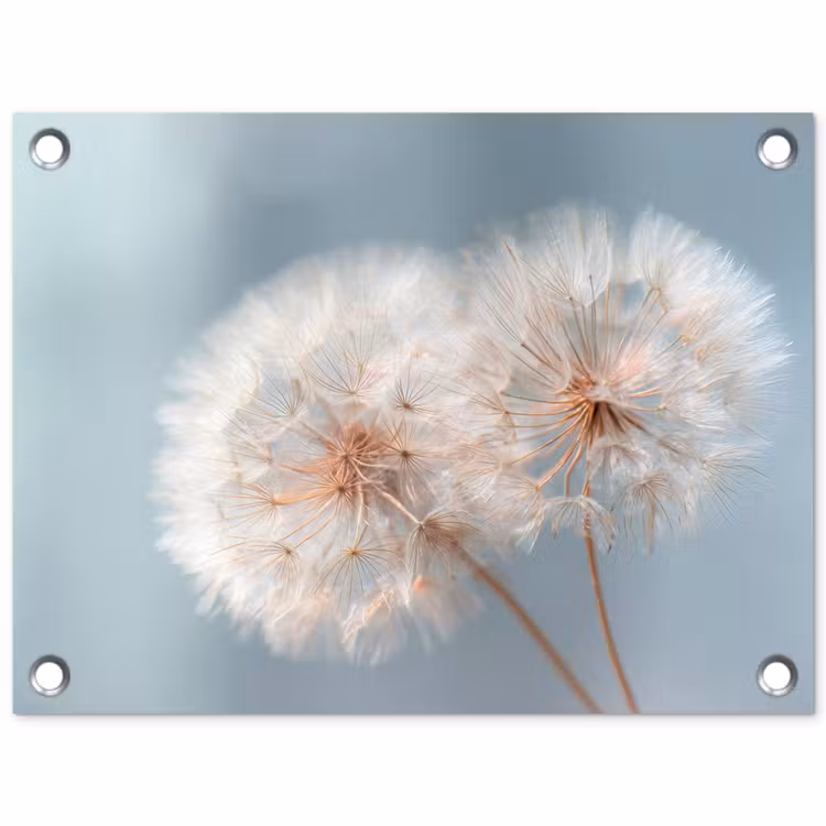 Paardenbloemen - Pluisjes - Wit tuinposter los doek klein -3d