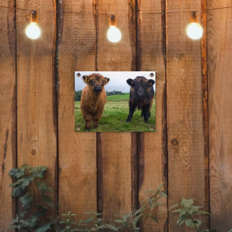 Schotse hooglander - Koeien - Natuur - Groen - Gras tuinposter los doek klein -sfeer1