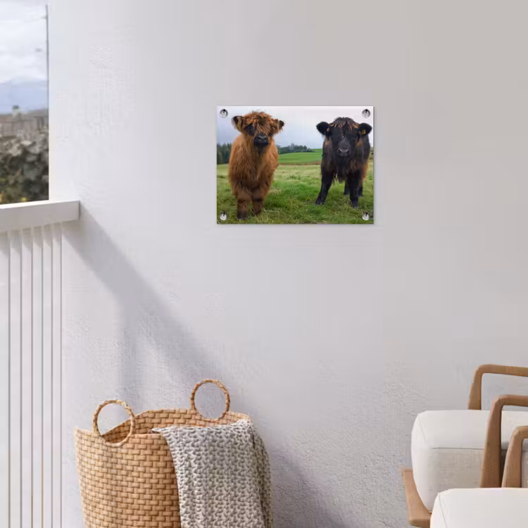 Schotse hooglander - Koeien - Natuur - Groen - Gras tuinposter los doek klein -sfeer8