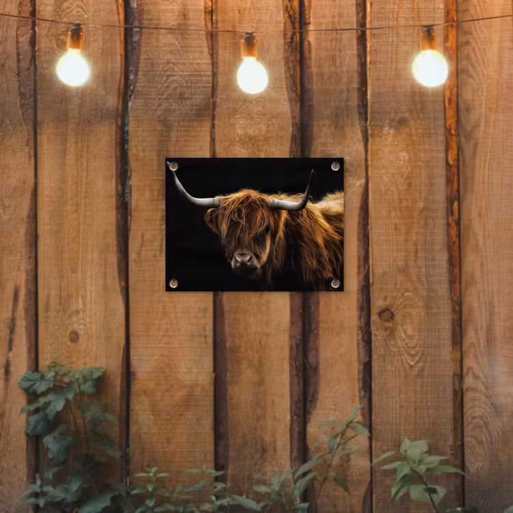 Schotse Hooglander - Horens - Zwart - Dieren - Natuur - Wild - Koe tuinposter los doek klein -sfeer1