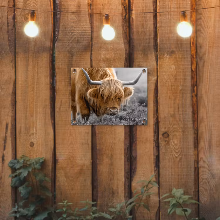 Schotse Hooglander - Dieren - Bruin - Koe - Zwart - Wit - Natuur tuinposter los doek klein -sfeer1