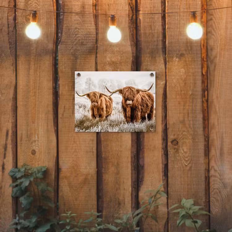 Schotse hooglander - Koe - Dieren - Natuur - Heide tuinposter los doek klein -sfeer1