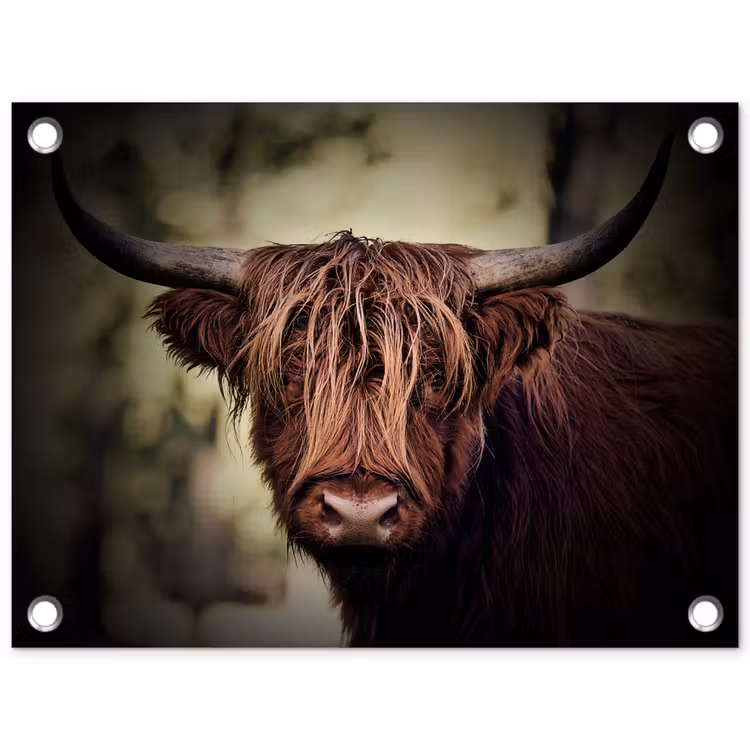 Schotse hooglander - Licht - Portret - Natuur tuinposter los doek klein -3d