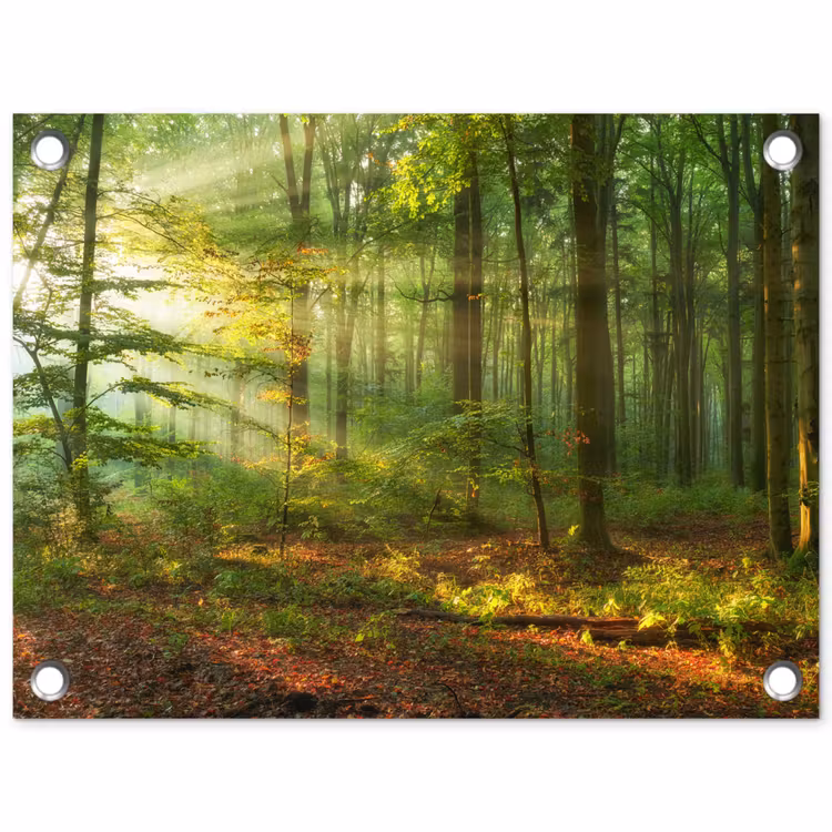 Zon - Bos - Bomen - Natuur - Herfst tuinposter los doek klein -3d