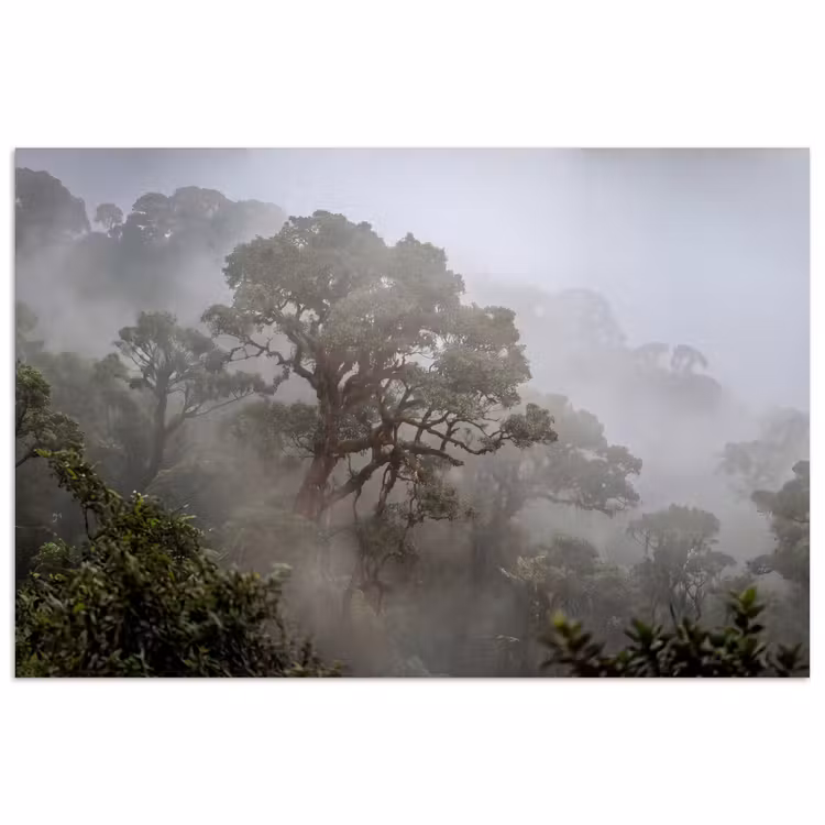 Boom - Mistig - Bos - Groen - Natuur poster papier klein -3d