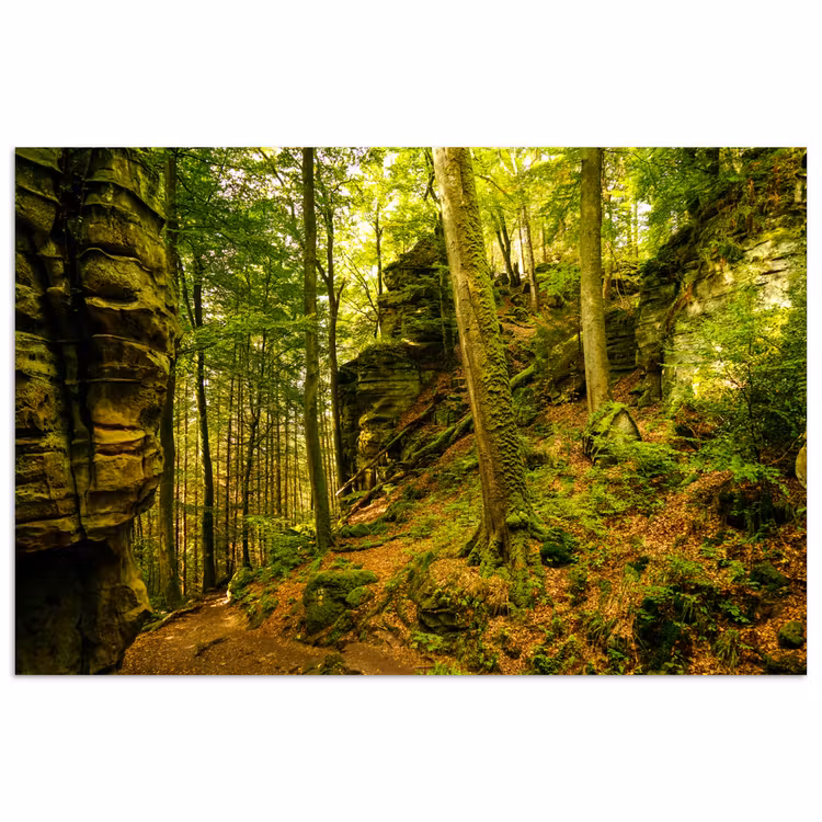 Bomen - Steen - Bos - Natuur - Planten poster papier klein -3d