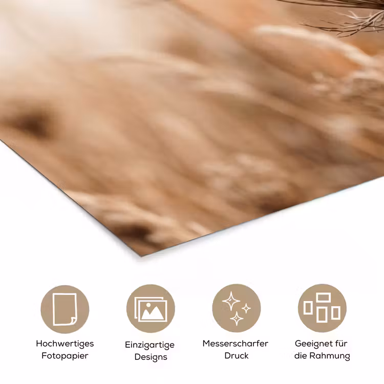 Schermbloem - Droogbloem - Winter - Beige - Minimalistisch poster papier klein -tcloseup_DE