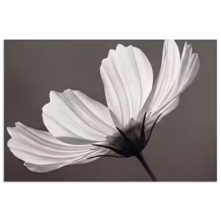 Bloem - Minimalistisch - Zwart - Wit poster papier klein -3d