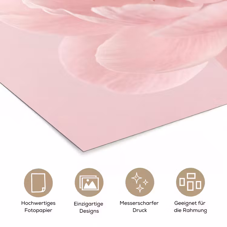 Bloem - Pioenroos - Roze poster papier klein -tcloseup_DE