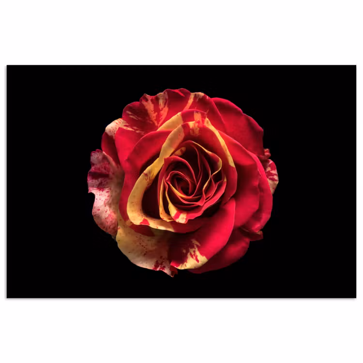 Bloem - Roos - Rood - Zwart poster papier klein -3d