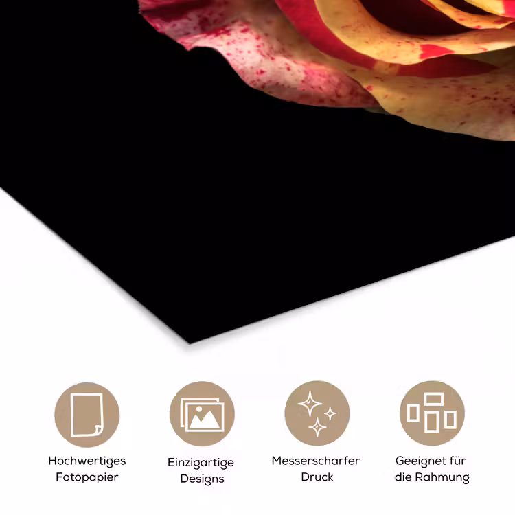 Bloem - Roos - Rood - Zwart poster papier klein -tcloseup_DE