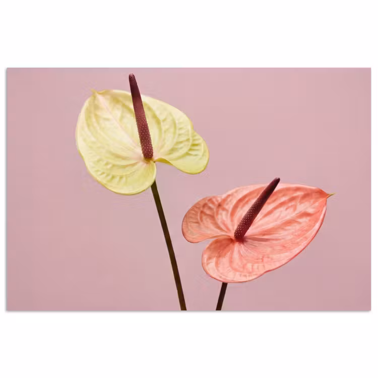 Bloemen - Anthuriums - Geel - Roze poster papier klein -3d