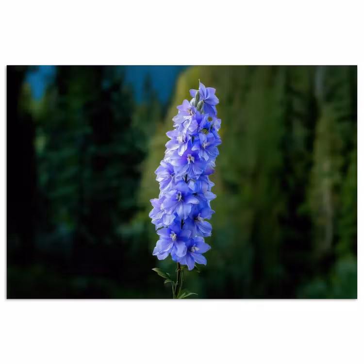 Bloemen - Blauw - Dennenboom poster papier klein -3d