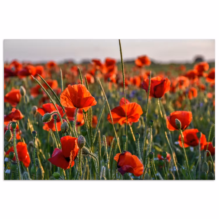 Bloemen - Klaprozen - Natuur - Rood poster papier klein -3d