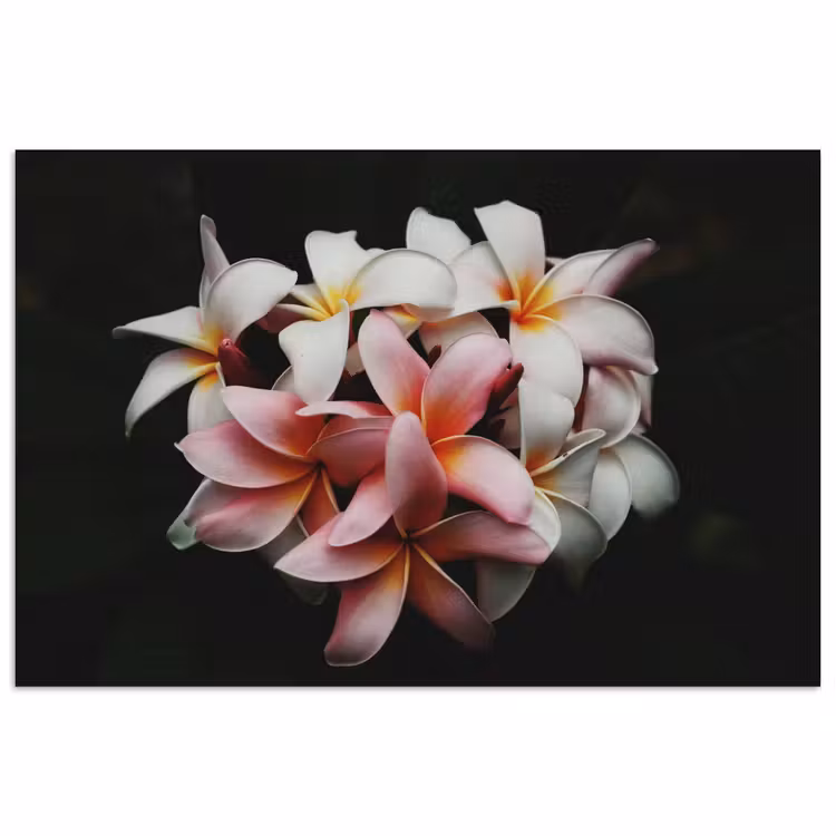 Bloemen - Roze - Zwart - Flora - Botanisch poster papier klein -3d