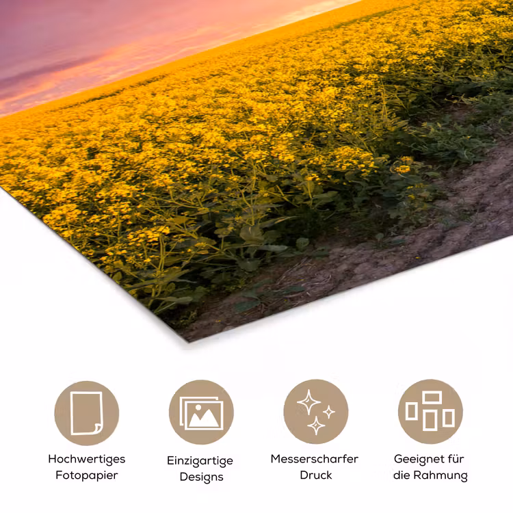 Bloemen - Weg - Lucht - Geel - Paars - Zonsondergang - Natuur poster papier klein -tcloseup_DE