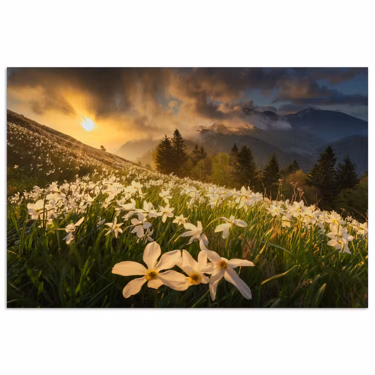 Bloemenveld - Heuvels - Zonsondergang - Berg - Natuur - Wit - Heuvels poster papier klein -3d