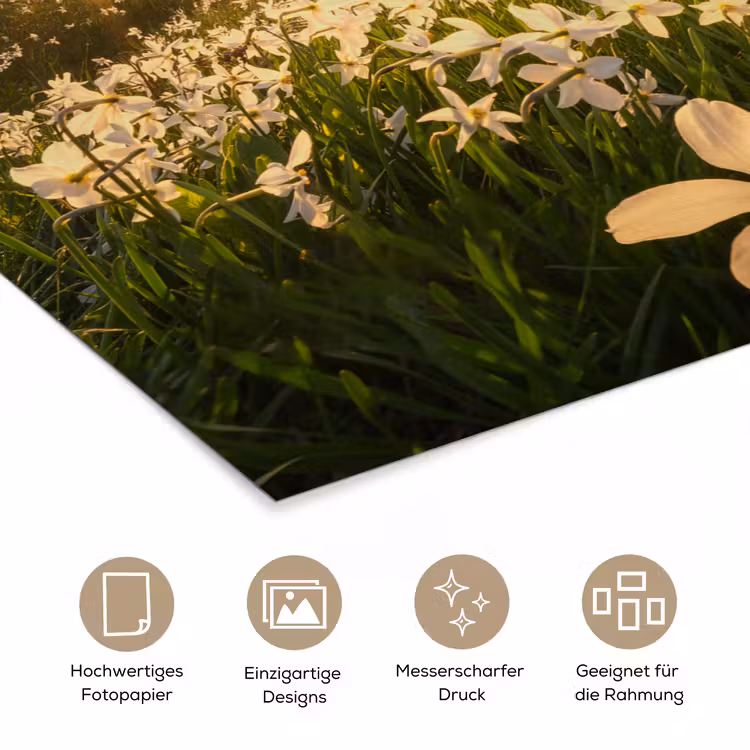 Bloemenveld - Heuvels - Zonsondergang - Berg - Natuur - Wit - Heuvels poster papier klein -tcloseup_DE