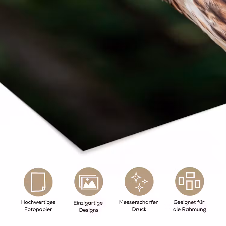 Buizerd - Roofvogel - Natuur - Bruin poster papier klein -tcloseup_DE
