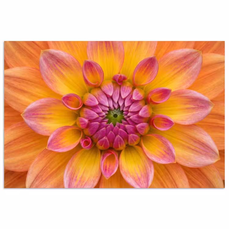 Dahlia - Bloem - Oranje poster papier klein -3d