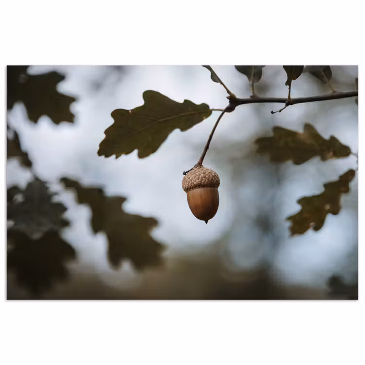 Eikel - Eikenblad - Bos - Herfst - Natuur poster papier klein -3d