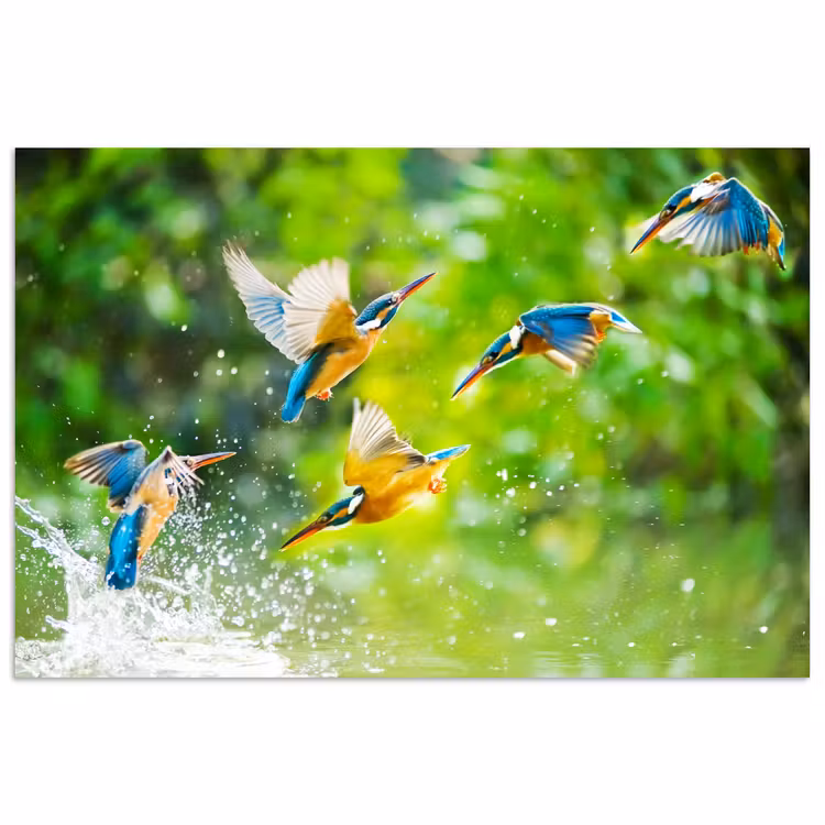 IJsvogels vliegen in het water poster papier klein -3d