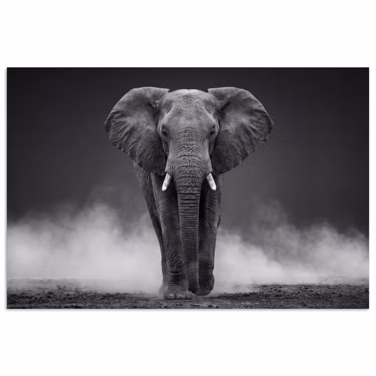 Olifant - Zwart - Wit - Rook poster papier klein -3d