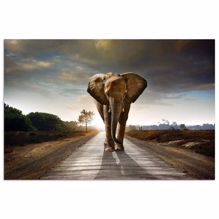 Olifant - Weg - Dieren - Zonsondergang - Landschap poster papier klein -3d