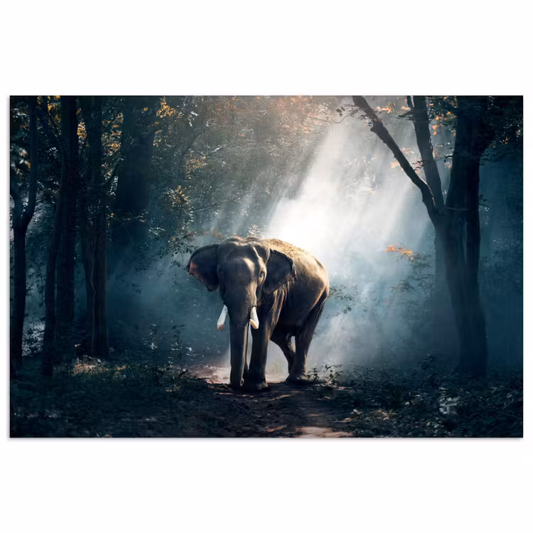 Olifant - Dieren - Licht - Bos - Natuur - Wilde dieren poster papier klein -3d
