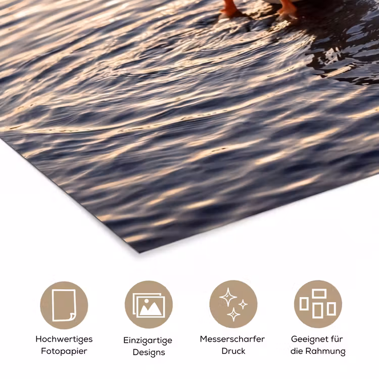 Eenden - Water - Natuur poster papier klein -tcloseup_DE
