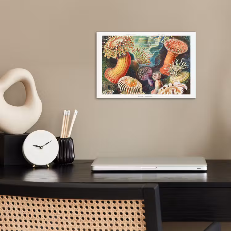 Ernst Haeckel - Anemoon - Retro - Natuur - Planten - Zee poster papier klein -sfeer1