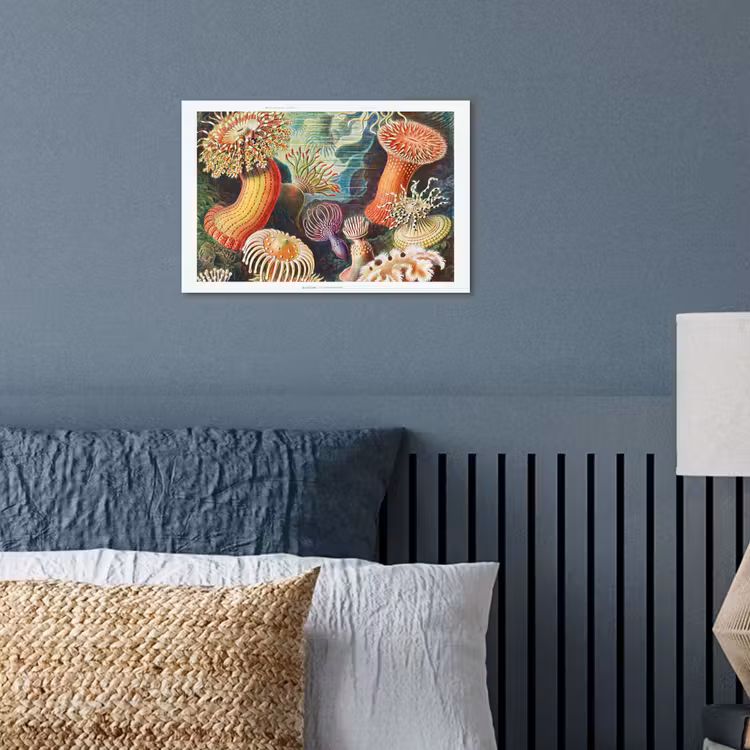 Ernst Haeckel - Anemoon - Retro - Natuur - Planten - Zee poster papier klein -sfeer2