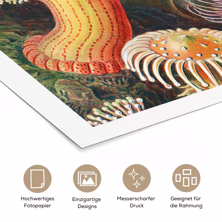 Ernst Haeckel - Anemoon - Retro - Natuur - Planten - Zee poster papier klein -tcloseup_DE