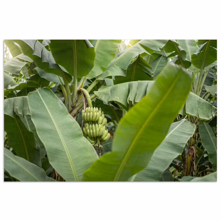 Eten - Bananen - Plantage - Groen poster papier klein -3d