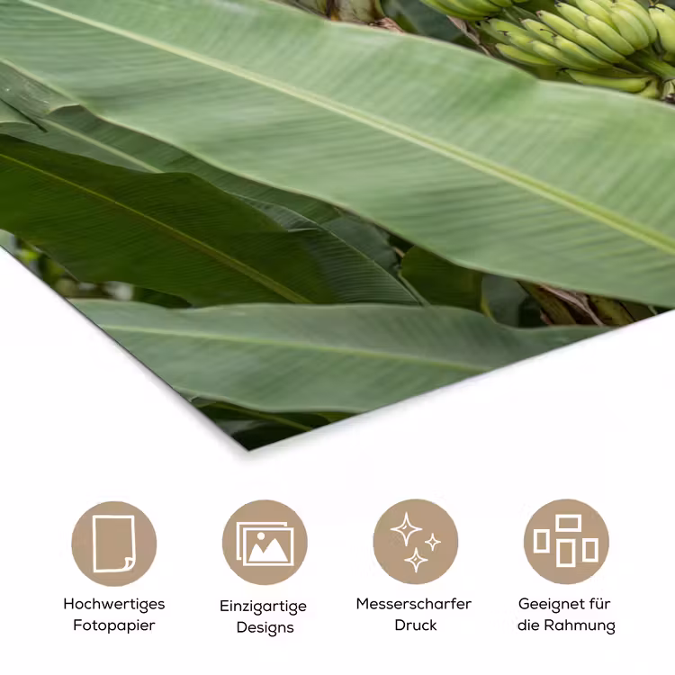 Eten - Bananen - Plantage - Groen poster papier klein -tcloseup_DE