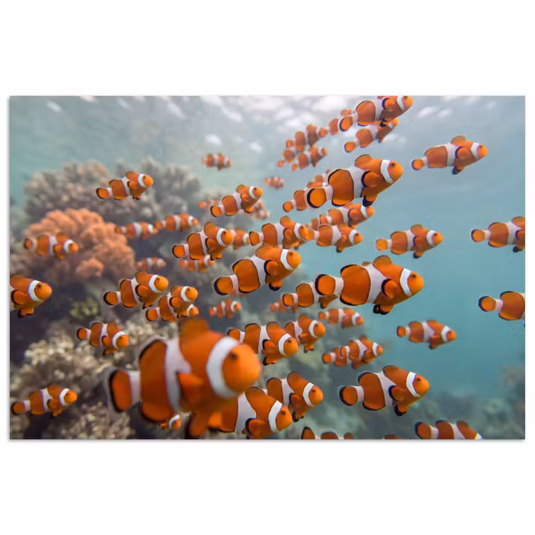 Vis - School - Onderwater - Dieren - Oranje poster papier klein -3d