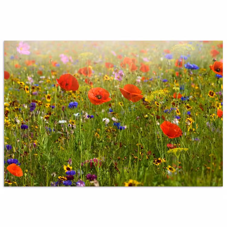 Lente - Bloemen - Rood - Klaproos - Gras - Groen poster papier klein -3d