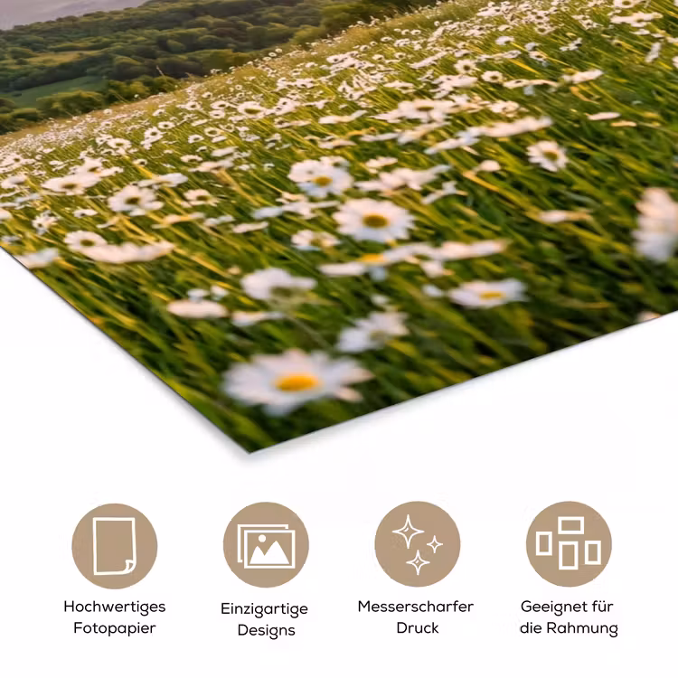 Madelief - Veld - Heuvels - Groen poster papier klein -tcloseup_DE